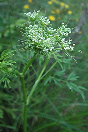 Aethusa cynapium \ Hunds-Petersilie, Garten-Schierling / Fool's Parsley, Kroatien/Croatia Plitvička 19.7.2007