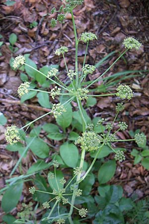 Laserpitium krapfii \ Krapfs Laserkraut / Krapf's Sermountain, Kroatien/Croatia Plitvička 1.6.2008