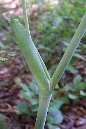 Laserpitium krapfii \ Krapfs Laserkraut / Krapf's Sermountain, Kroatien/Croatia Plitvička 1.6.2008