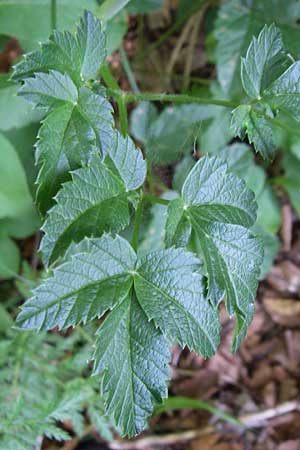 Laserpitium krapfii \ Krapfs Laserkraut / Krapf's Sermountain, Kroatien/Croatia Plitvička 1.6.2008