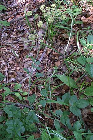 Laserpitium krapfii \ Krapfs Laserkraut / Krapf's Sermountain, Kroatien/Croatia Plitvička 1.6.2008