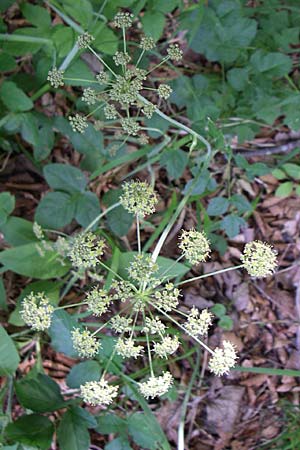 Laserpitium krapfii \ Krapfs Laserkraut / Krapf's Sermountain, Kroatien/Croatia Plitvička 1.6.2008