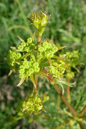 Ferulago campestris \ Knotenbl&uuml;tige Birkwurz / Field Fennel, Kroatien/Croatia Udbina 2.6.2008