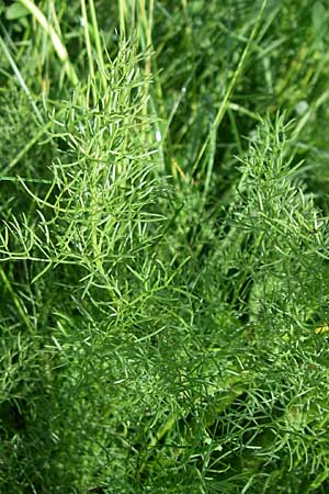 Ferulago campestris \ Knotenbl&uuml;tige Birkwurz / Field Fennel, Kroatien/Croatia Udbina 2.6.2008