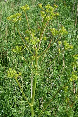 Ferulago campestris \ Knotenbl&uuml;tige Birkwurz / Field Fennel, Kroatien/Croatia Udbina 2.6.2008