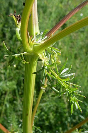 Ferulago campestris \ Knotenbl&uuml;tige Birkwurz / Field Fennel, Kroatien/Croatia Udbina 2.6.2008