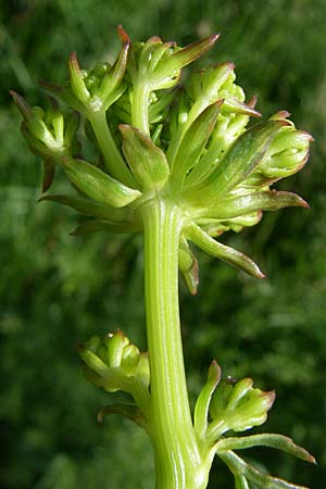 Ferulago campestris \ Knotenbl&uuml;tige Birkwurz / Field Fennel, Kroatien/Croatia Udbina 2.6.2008