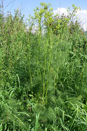 Ferulago campestris \ Knotenbl&uuml;tige Birkwurz / Field Fennel, Kroatien/Croatia Udbina 2.6.2008