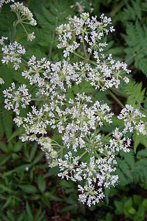 Myrrhis odorata \ Sdolde, Myrrhenkerbel / Sweet Cicely, Kroatien/Croatia Velebit 4.6.2008