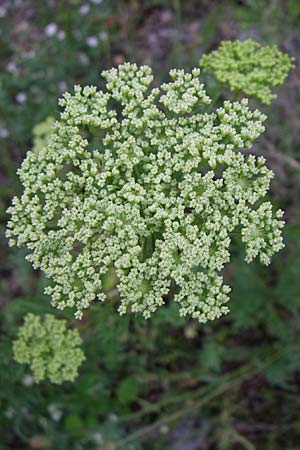 Peucedanum austriacum \ �sterreicher Haarstrang / Austrian Parsley, Kroatien/Croatia Velebit 4.6.2008