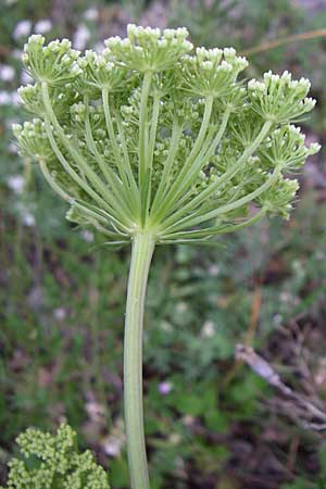 Peucedanum austriacum \ �sterreicher Haarstrang / Austrian Parsley, Kroatien/Croatia Velebit 4.6.2008