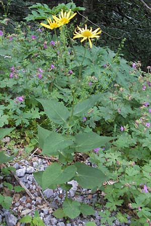 Doronicum austriacum \ sterreicher Gmswurz / Austrian Leopard's-Bane, Kroatien/Croatia Velebit 30.6.2010