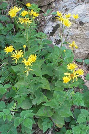 Doronicum austriacum \ sterreicher Gmswurz / Austrian Leopard's-Bane, Kroatien/Croatia Velebit 30.6.2010