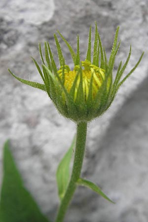 Doronicum austriacum \ sterreicher Gmswurz / Austrian Leopard's-Bane, Kroatien/Croatia Velebit 30.6.2010