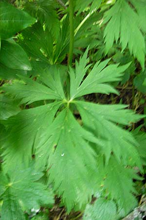 Apiaceae spec2 ? \ Doldenbl�tler / Umbellifer, Kroatien/Croatia Plitvička 30.6.2010