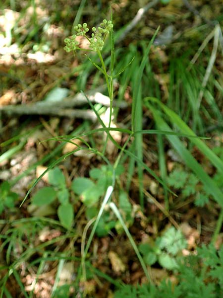 Seseli kochii \ Kochs Bergfenchel, Gouans Bergfenchel / Koch's Seseli, Gouan's Seseli, Kroatien/Croatia Učka 12.8.2016