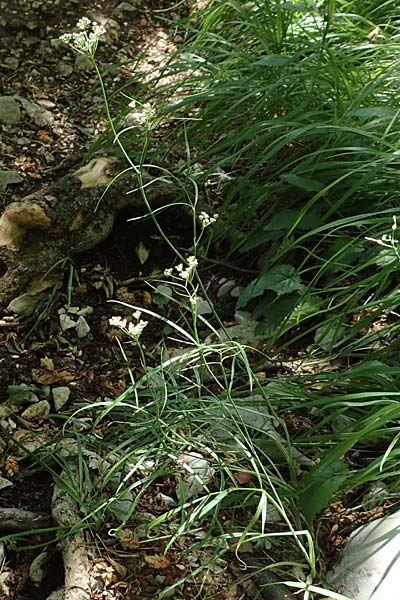 Seseli kochii \ Kochs Bergfenchel, Gouans Bergfenchel / Koch's Seseli, Gouan's Seseli, Kroatien/Croatia Učka 12.8.2016