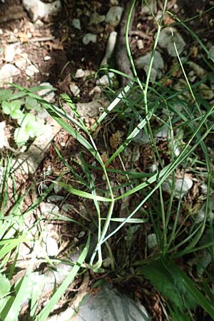 Seseli kochii \ Kochs Bergfenchel, Gouans Bergfenchel / Koch's Seseli, Gouan's Seseli, Kroatien/Croatia Učka 12.8.2016