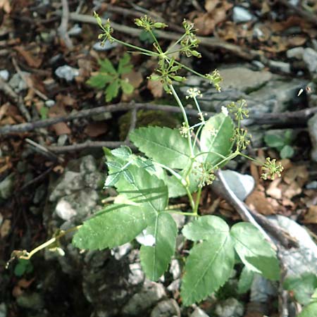 Laserpitium krapfii \ Krapfs Laserkraut / Krapf's Sermountain, Kroatien/Croatia Risnjak 14.8.2016