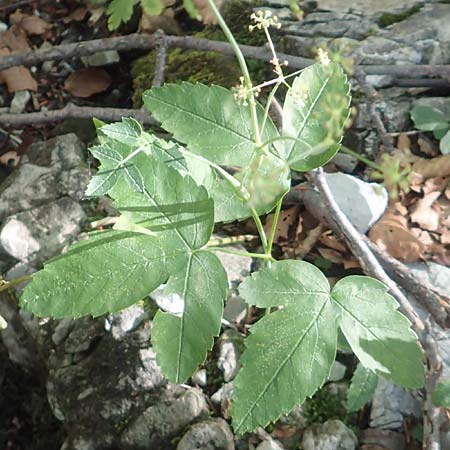 Laserpitium krapfii \ Krapfs Laserkraut / Krapf's Sermountain, Kroatien/Croatia Risnjak 14.8.2016