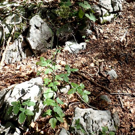 Laserpitium krapfii \ Krapfs Laserkraut / Krapf's Sermountain, Kroatien/Croatia Risnjak 14.8.2016