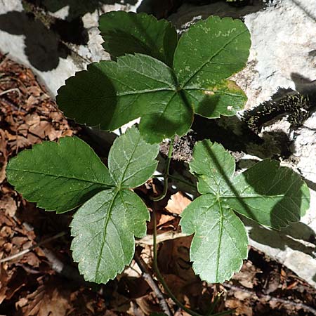 Laserpitium krapfii \ Krapfs Laserkraut / Krapf's Sermountain, Kroatien/Croatia Risnjak 14.8.2016