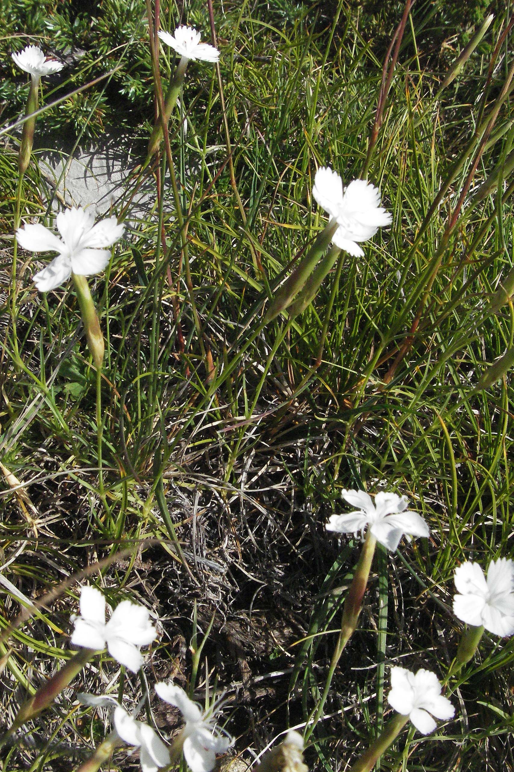 Dianthus petraeus \ Balkan-Nelke, Ger&ouml;ll-Nelke / White Fringed Pink, Kroatien/Croatia Velebit Zavizan 17.7.2007