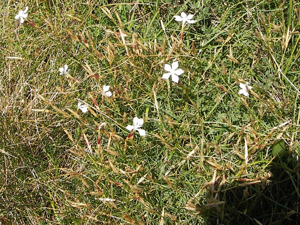 Dianthus petraeus \ Balkan-Nelke, Ger&ouml;ll-Nelke / White Fringed Pink, Kroatien/Croatia Velebit Zavizan 19.8.2016