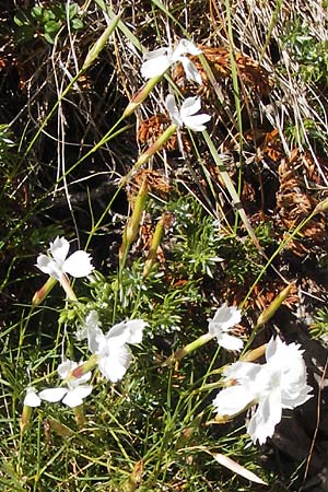 Dianthus petraeus \ Balkan-Nelke, Ger&ouml;ll-Nelke / White Fringed Pink, Kroatien/Croatia Velebit Zavizan 19.8.2016