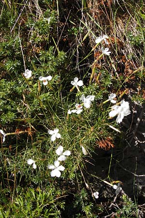 Dianthus petraeus \ Balkan-Nelke, Ger&ouml;ll-Nelke / White Fringed Pink, Kroatien/Croatia Velebit Zavizan 19.8.2016