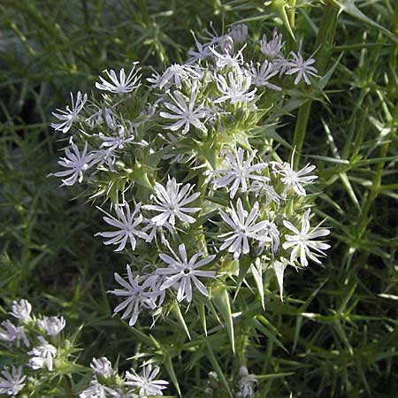 Drypis spinosa \ Dorniges Kronenkraut / Drypis, Kroatien/Croatia Senj 1.6.2006