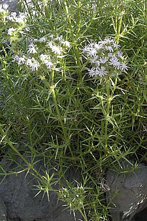 Drypis spinosa \ Dorniges Kronenkraut / Drypis, Kroatien/Croatia Senj 1.6.2006