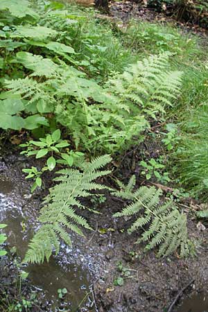 Dryopteris dilatata \ Breitblttriger Dornfarn, Groer Dornfarn / Broad Buckler Fern, Kroatien/Croatia Medvednica 18.7.2010