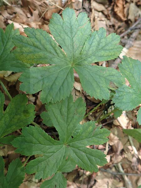 Sanicula epipactis \ Berg-Schaftdolde / Dwarf Masterwort, Kroatien/Croatia Risnjak 14.8.2016