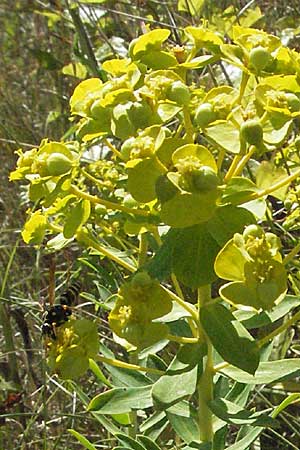 Euphorbia seguieriana \ Steppen-Wolfsmilch / Seguier's Spurge, Kroatien/Croatia Istrien/Istria, Labin 15.7.2007