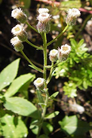 Erigeron macrophyllus \ Groblttriges Scharfes Berufkraut, Kroatien Velebit 19.8.2016