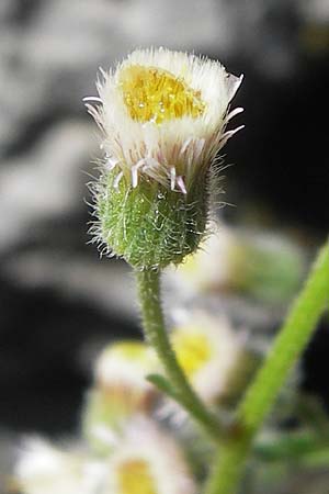 Erigeron macrophyllus \ Groblttriges Scharfes Berufkraut, Kroatien Velebit 19.8.2016