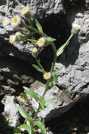 Erigeron macrophyllus \ Groblttriges Scharfes Berufkraut, Kroatien Velebit 19.8.2016