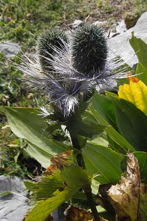 Eryngium alpinum \ Alpen-Mannstreu / Alpine Eryngo, Kroatien/Croatia Velebit Zavizan 19.8.2016