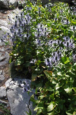 Eryngium alpinum \ Alpen-Mannstreu / Alpine Eryngo, Kroatien/Croatia Velebit Zavizan 19.8.2016