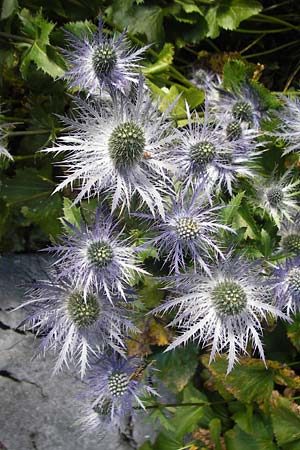 Eryngium alpinum \ Alpen-Mannstreu / Alpine Eryngo, Kroatien/Croatia Velebit Zavizan 19.8.2016