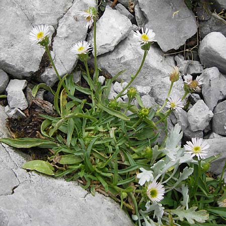Erigeron glabratus \ Koralpen-Berufkraut / Koralpe Fleabane, Kroatien/Croatia Velebit Zavizan 19.8.2016