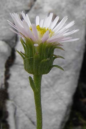 Erigeron glabratus \ Koralpen-Berufkraut / Koralpe Fleabane, Kroatien/Croatia Velebit Zavizan 19.8.2016