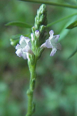 Verbena officinalis \ Gewhnliches Eisenkraut / Vervain, Kroatien/Croatia Medvednica 20.7.2007