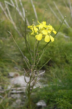 Erysimum odoratum \ Honig-Schterich, Wohlriechender Schterich / Odorant Treacle Mustard, Kroatien/Croatia Velebit 19.8.2016