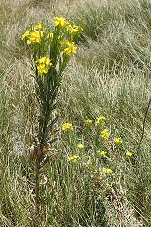 Erysimum odoratum \ Honig-Schterich, Wohlriechender Schterich / Odorant Treacle Mustard, Kroatien/Croatia Učka 12.8.2016