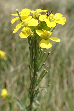 Erysimum odoratum \ Honig-Schterich, Wohlriechender Schterich / Odorant Treacle Mustard, Kroatien/Croatia Učka 12.8.2016