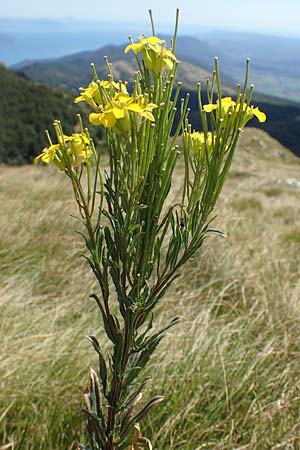 Erysimum odoratum \ Honig-Schterich, Wohlriechender Schterich / Odorant Treacle Mustard, Kroatien/Croatia Učka 12.8.2016