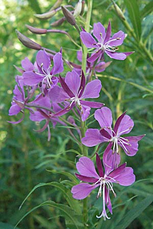 Epilobium angustifolium \ Schmalblttriges Weidenrschen / Rosebay Willowherb, Kroatien/Croatia Velebit 16.7.2007