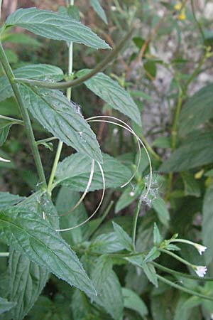 Epilobium roseum \ Rosenrotes Weidenrschen / Pale Willowherb, Kroatien/Croatia Plitvička 19.7.2007